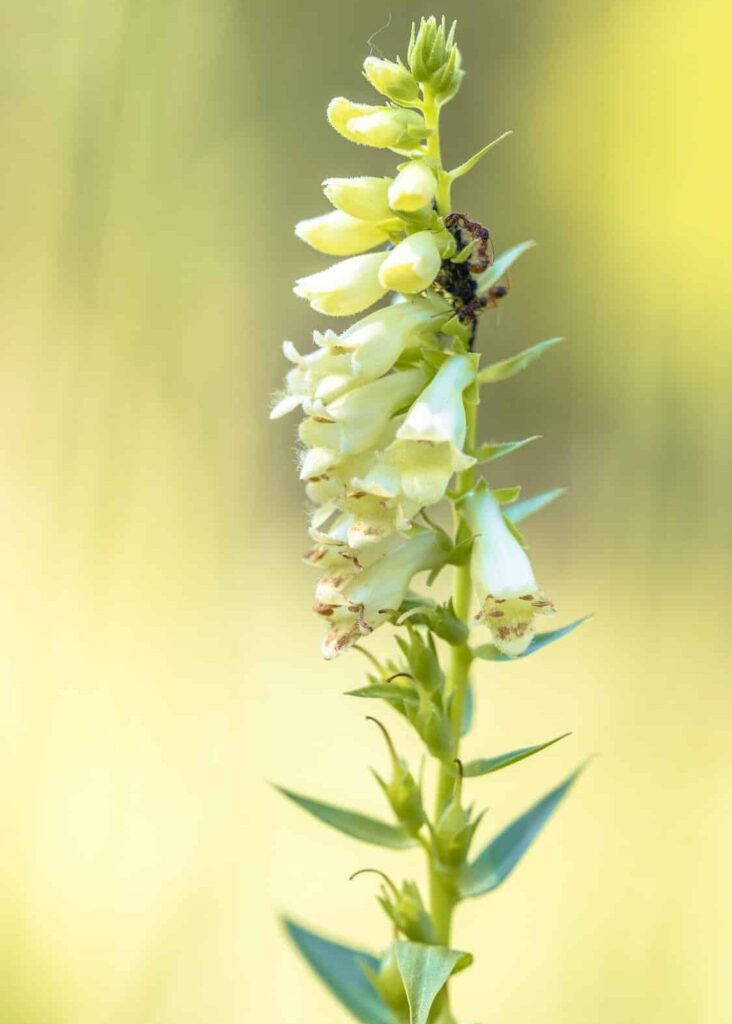 Großblütiger Fingerhut (digitalis grandiflora)
