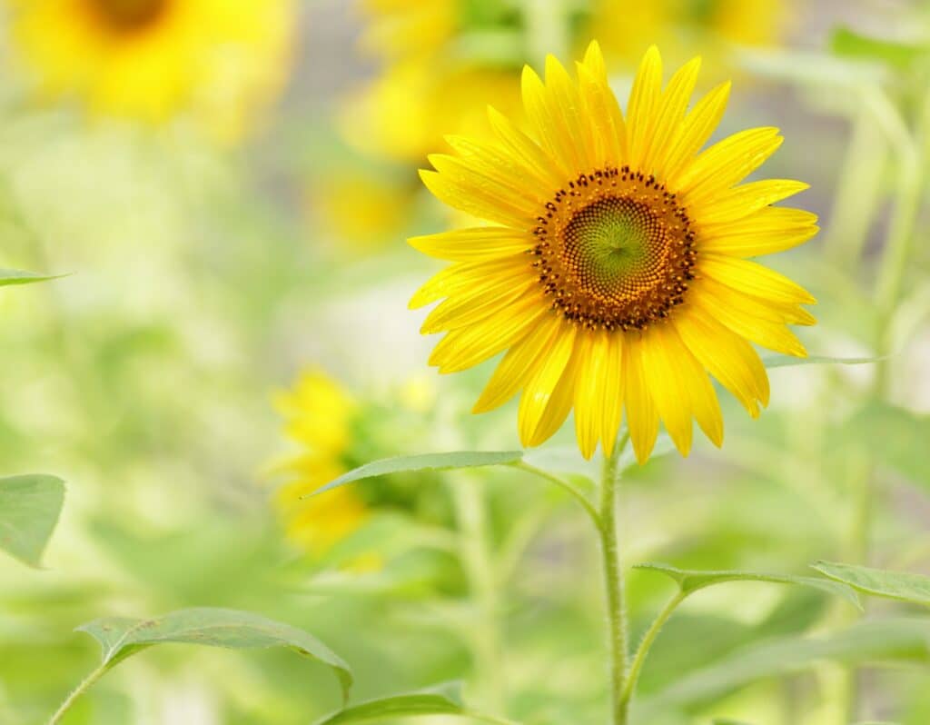 Herbst-Stauden Sonnenblumen