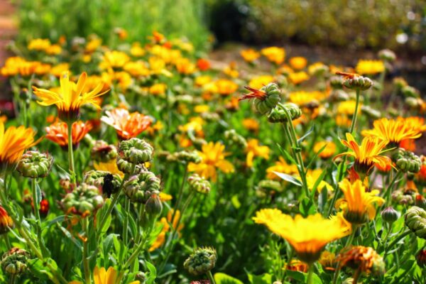 Feld blühender Ringelblumen (Calendula officinalis) mit orangefarbenen Blüten