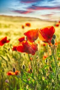 Klatschmohn