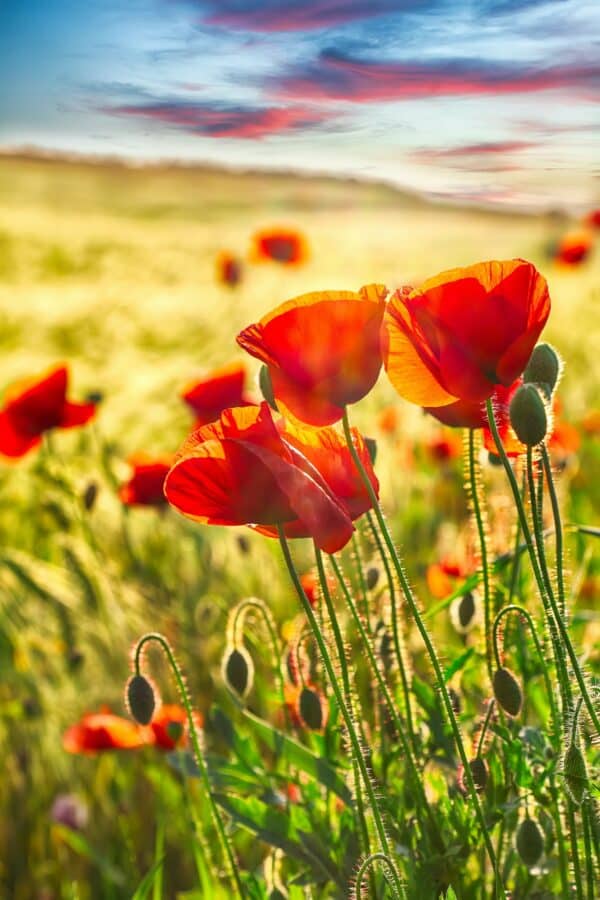 Klatschmohn (Papaver rhoeas) mit leuchtend roten Blüten