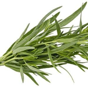 Bund frischen Estragons (Artemisia dracunculus) mit Schnur gebunden auf weißem Grund