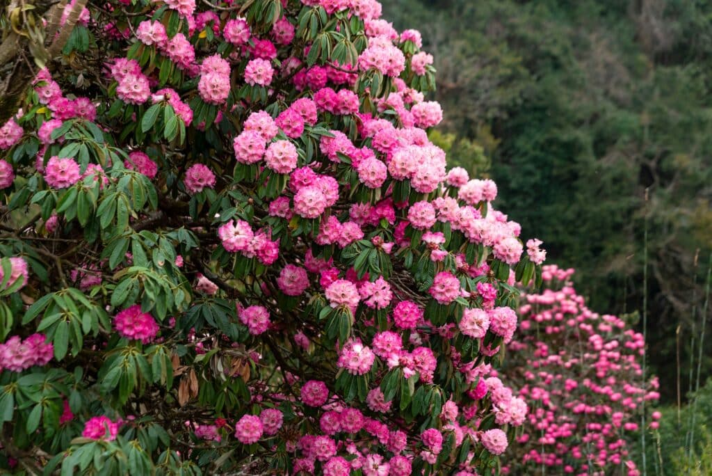 Blühende Sträucher im Frühling Rhododendron