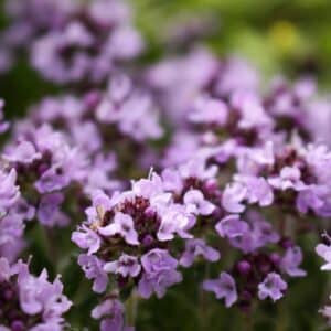 Nahaufnahme dicht blühenden Sand-Thymians mit violetten Blüten