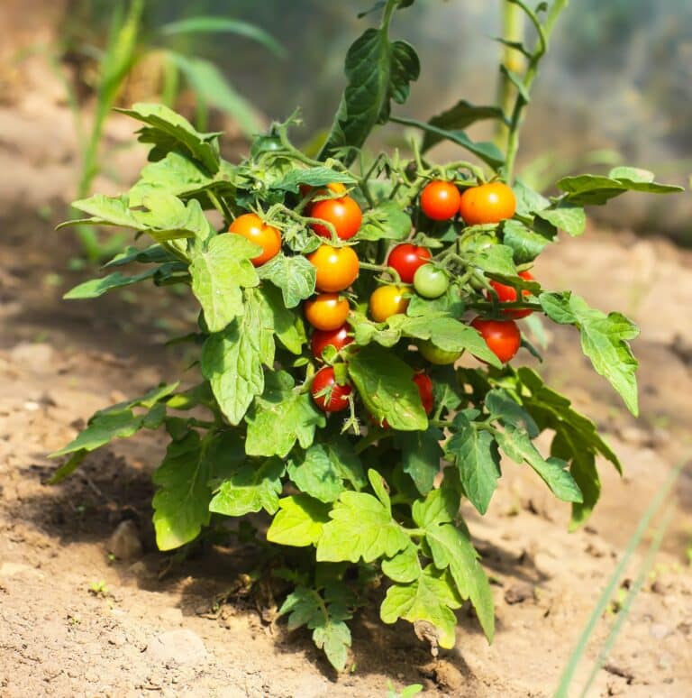 Mykorrhizapilze beim Tomatenanbau