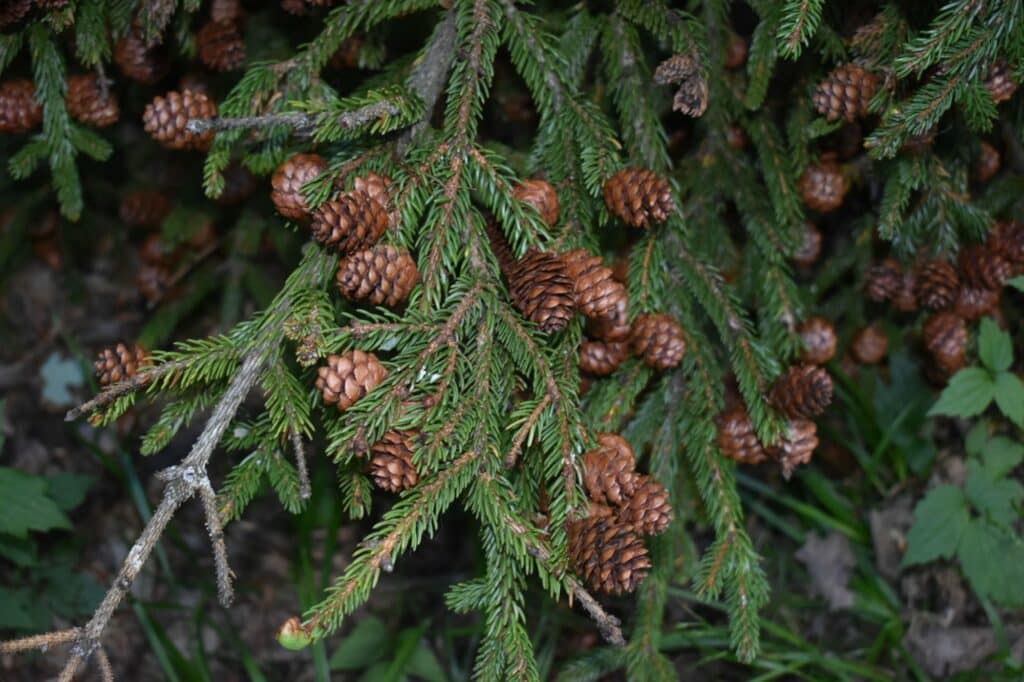 Säureliebende Pflanzen Fichte red spruce