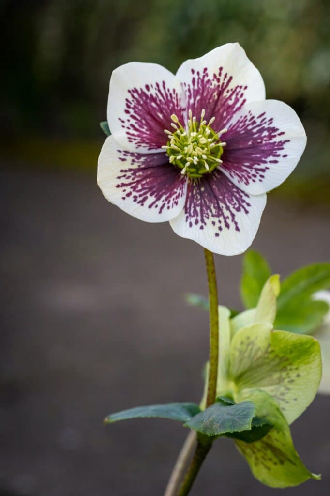 Östliche Nieswurz Helleborus orientalis