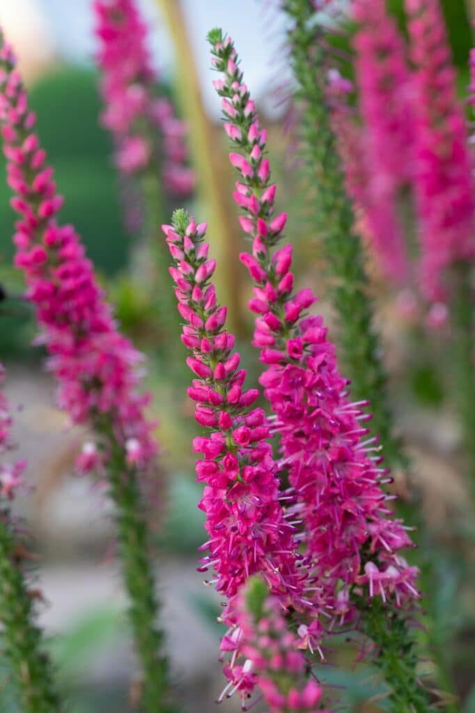 Vertikale Aufnahme wunderschöner rosa Veronica spicata Blüten
