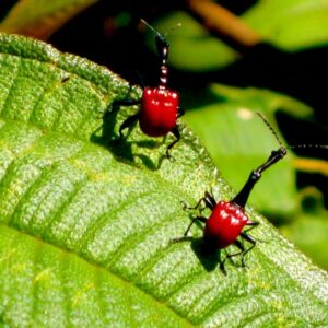 Zwei rote Blattroller mit verlängertem Hals auf einem Blatt