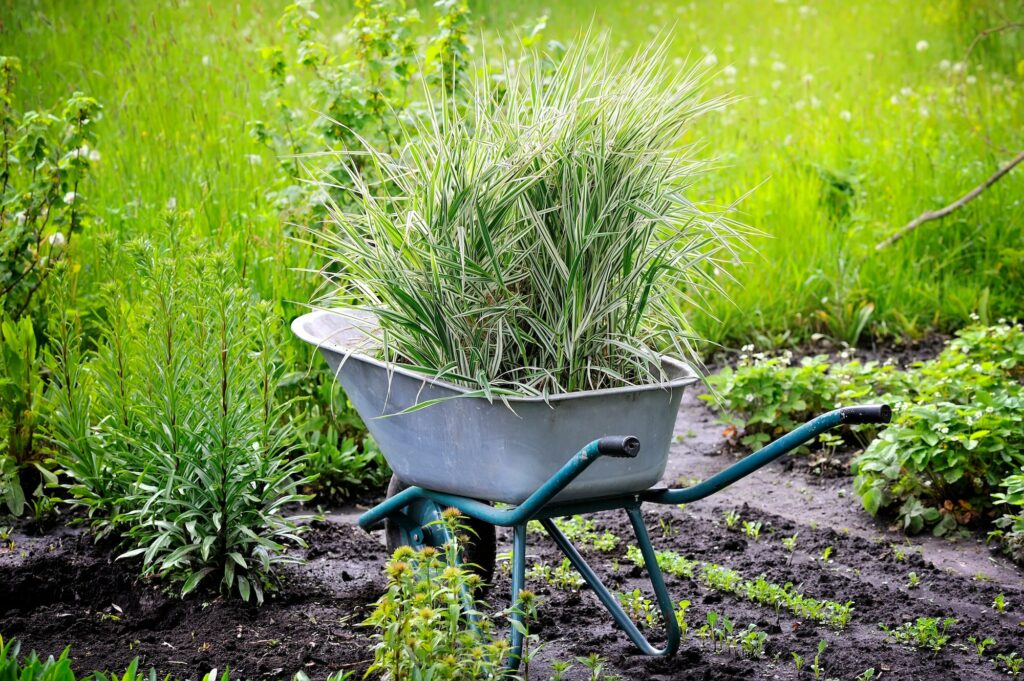 Segge Carex Anbau