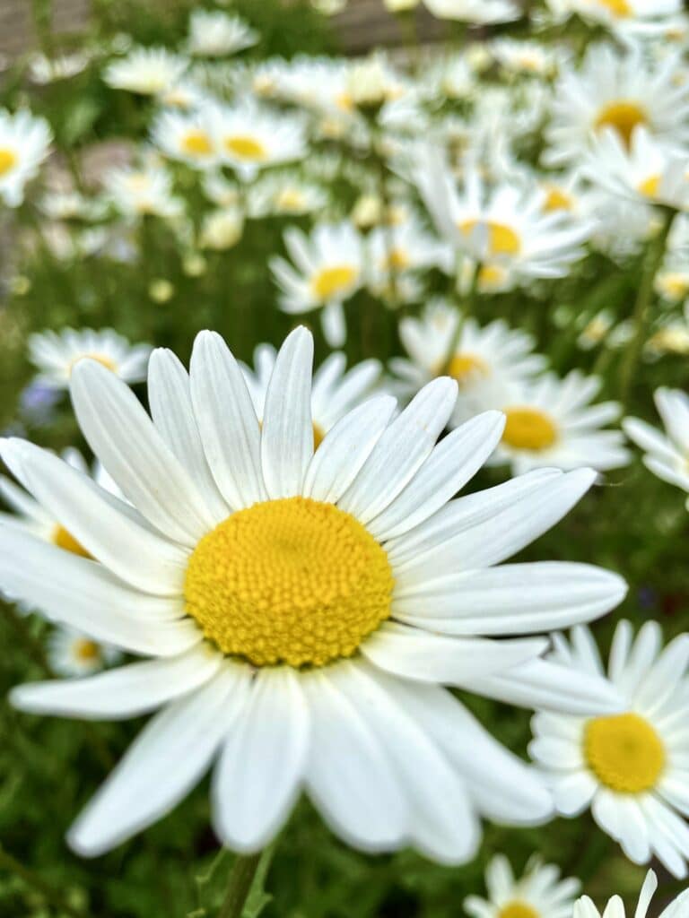 Großblütige Margerite