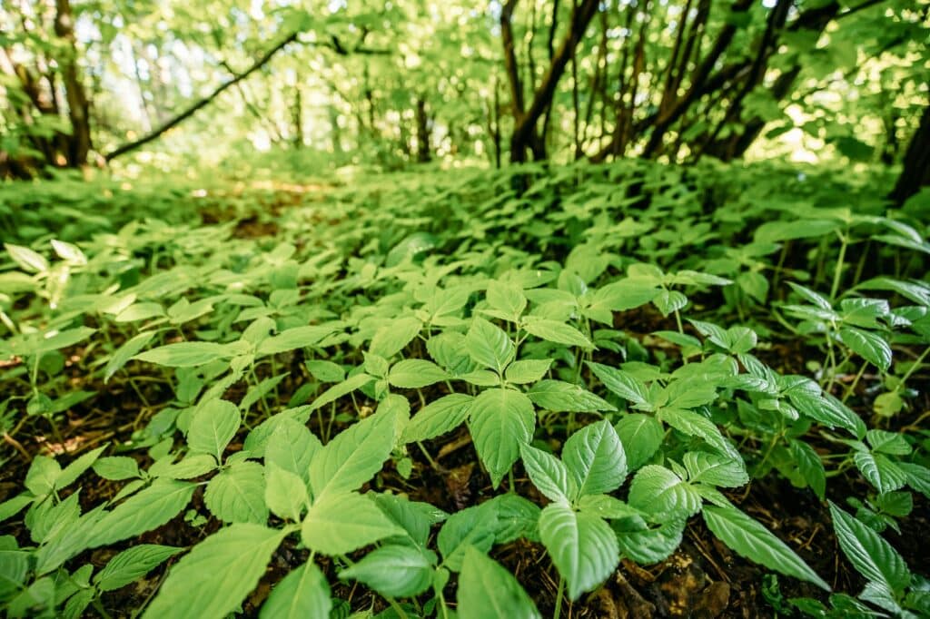 Wilde buschige Dickichte des kleinblütigen Springkrauts oder Impatiens