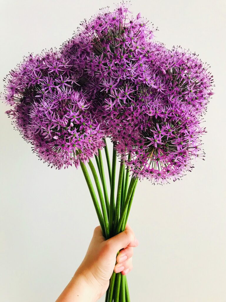 Frau hält einen Strauß aus riesigem Allium