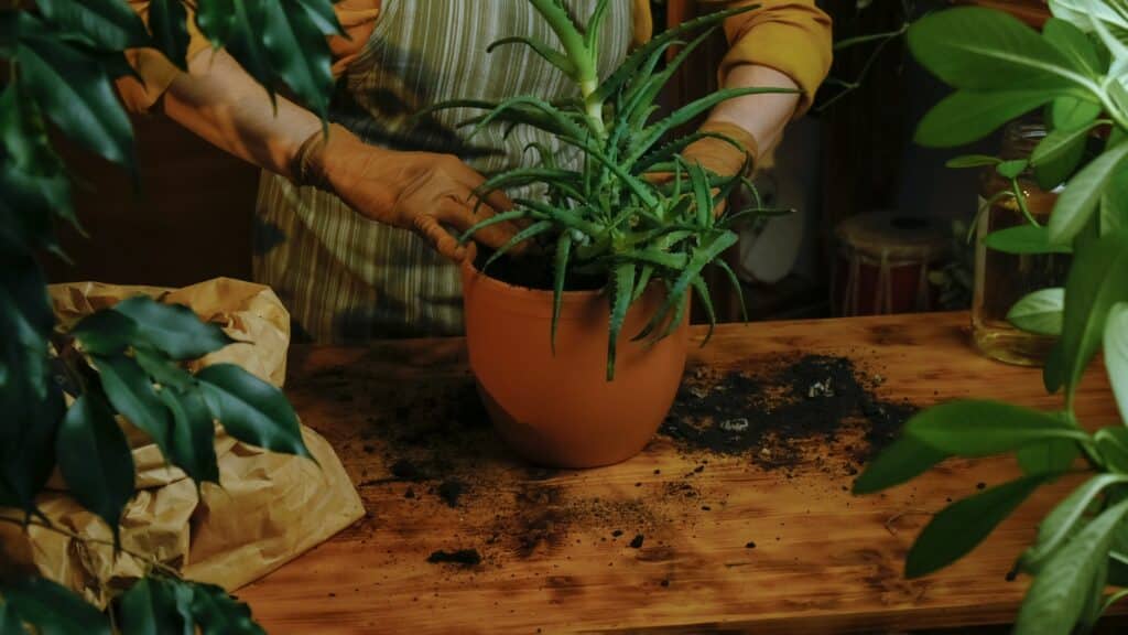Aloe vera Anbau