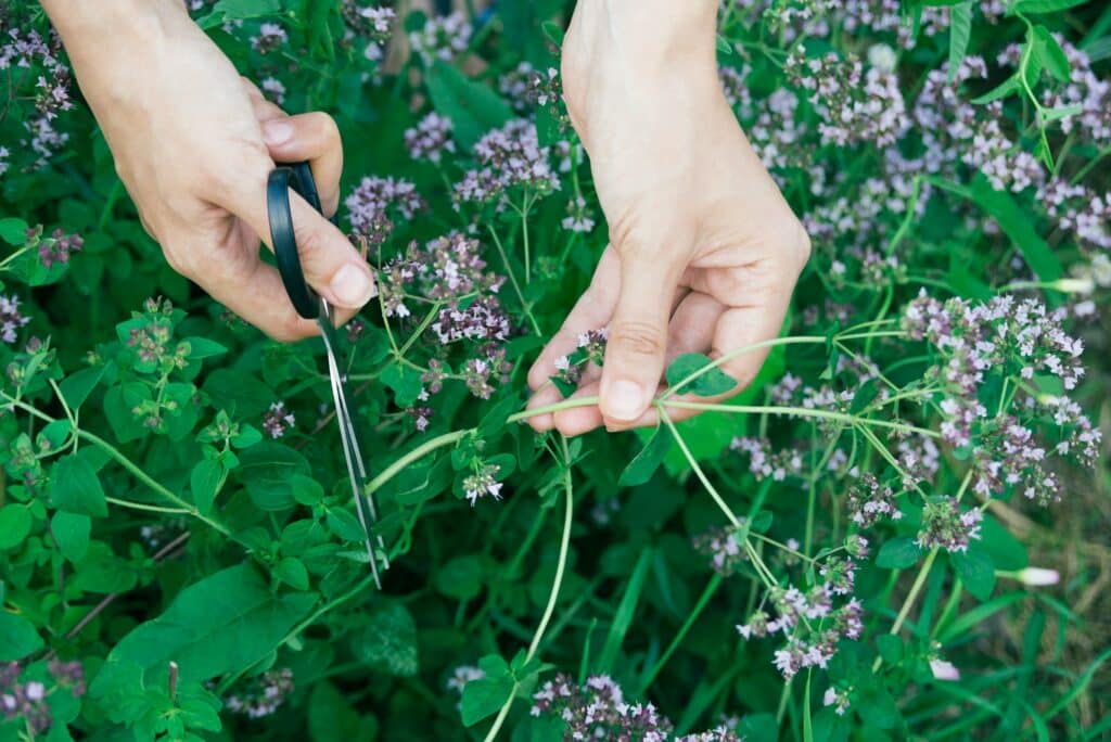 Oregano anbauen