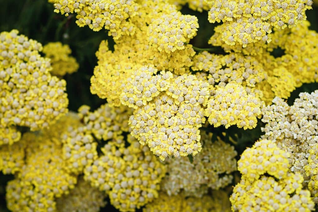 Goldgarbe Achillea filipendulina