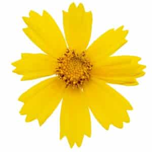Mädchenauge Coreopsis lanceolata