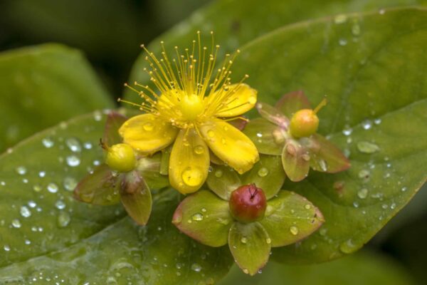 Gelbe Blüte des Kelch-Johanniskrauts mit Wassertropfen