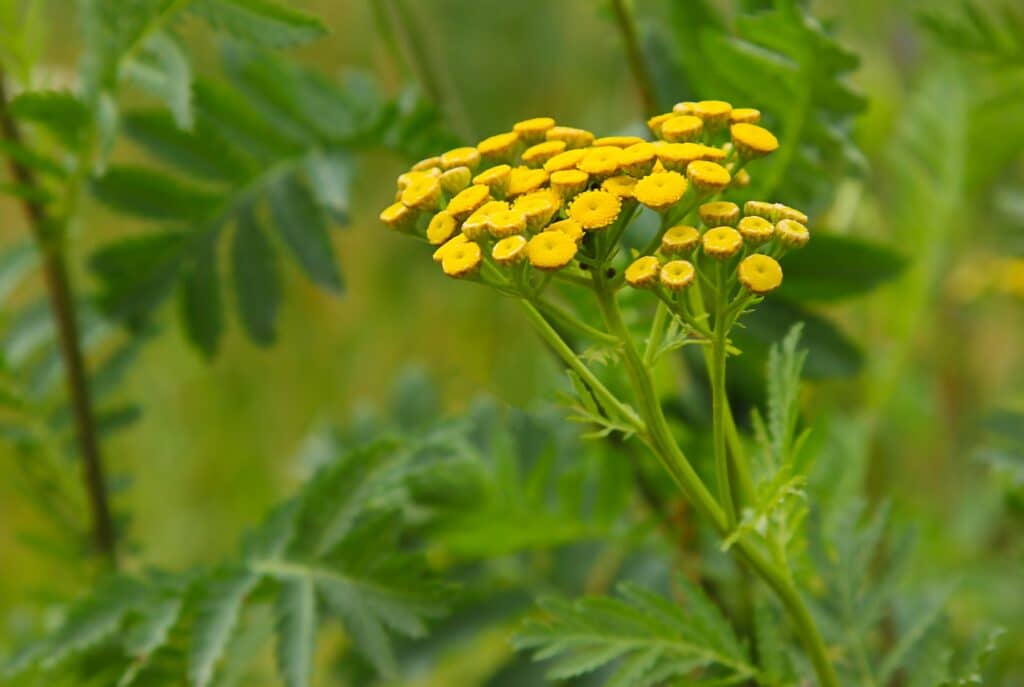 Gelbe Rainfarnblüten, gewöhnlicher Rainfarn, Bitterkraut, Kuhbitter. Wilder Vogelbeerbaum. Tanacetum vulgare.
