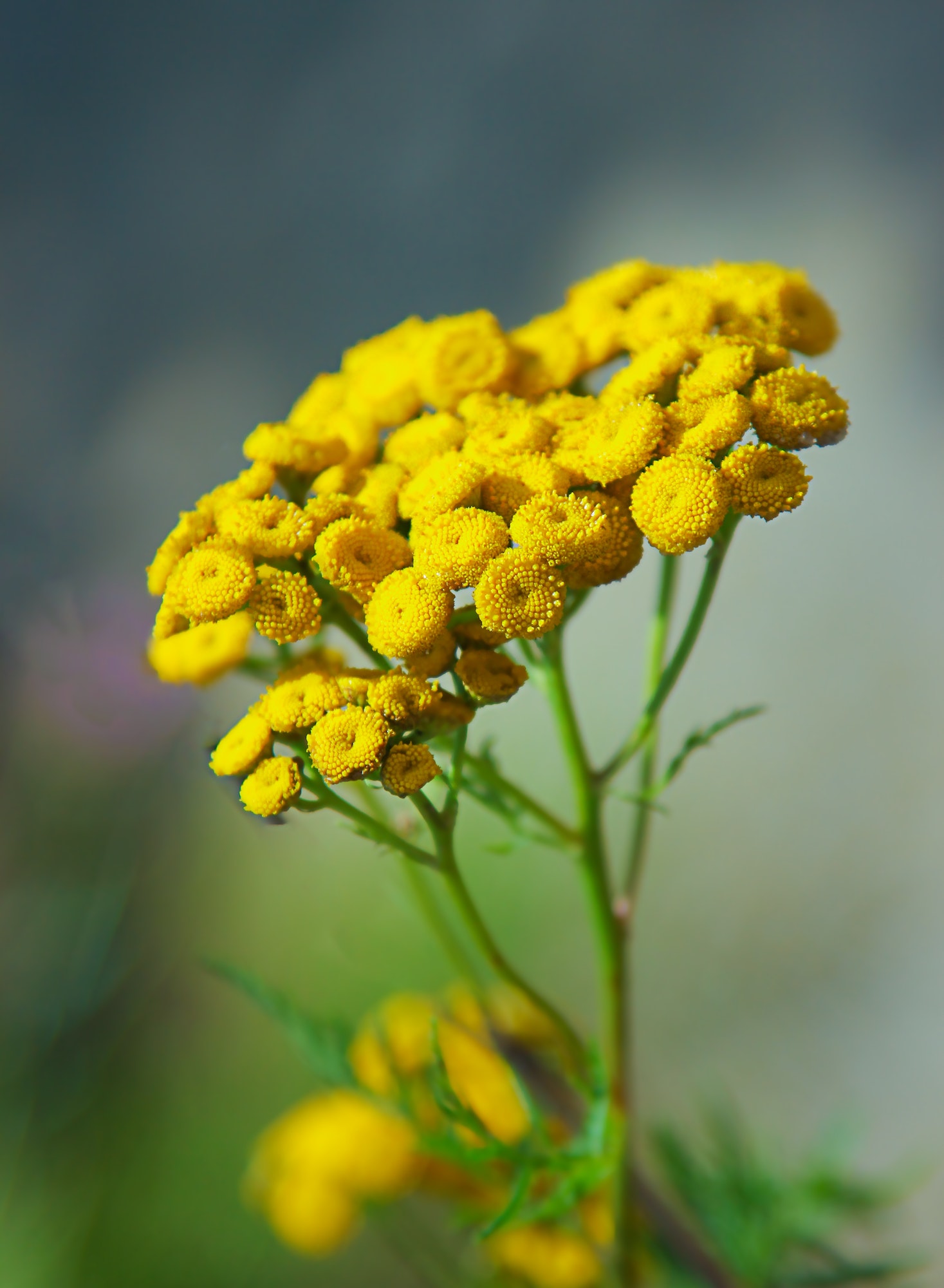 Rainfarn Blüte - tanacetum vulgare