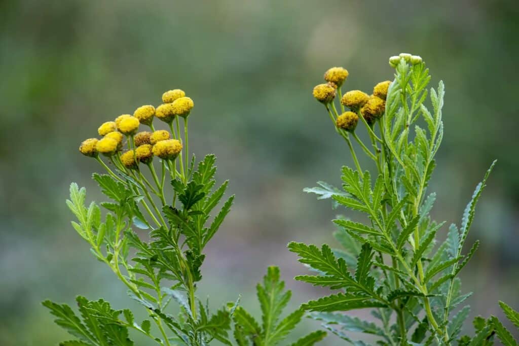 Rainfarn tanacetum vulgare