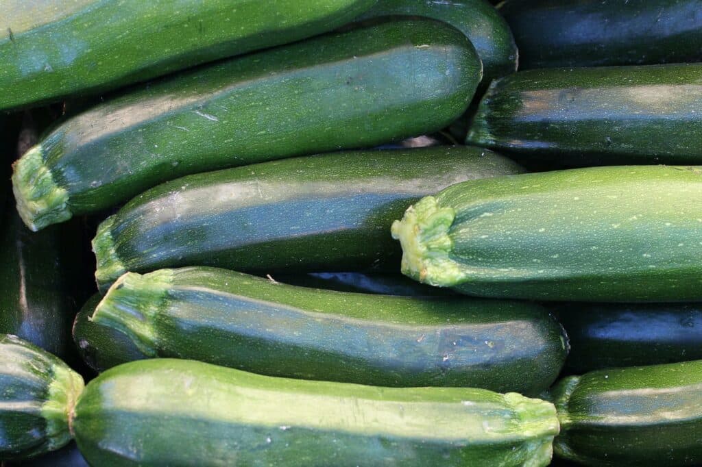 Zucchini (Cucurbita pepo)
