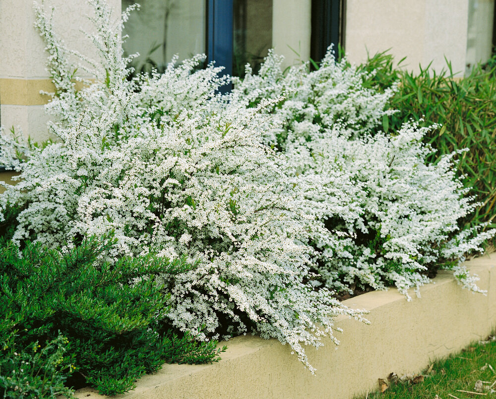 Thunbergs Spierstrauch (Spiraea thunbergii)​