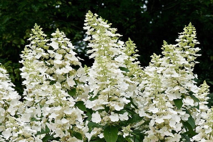 Rispenhortensie Floribunda