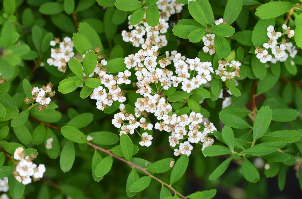 Nippon-Spiere (Spiraea nipponica)​