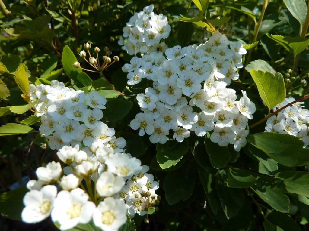 Van-Houtte-Spiere (Spiraea × vanhouttei)​