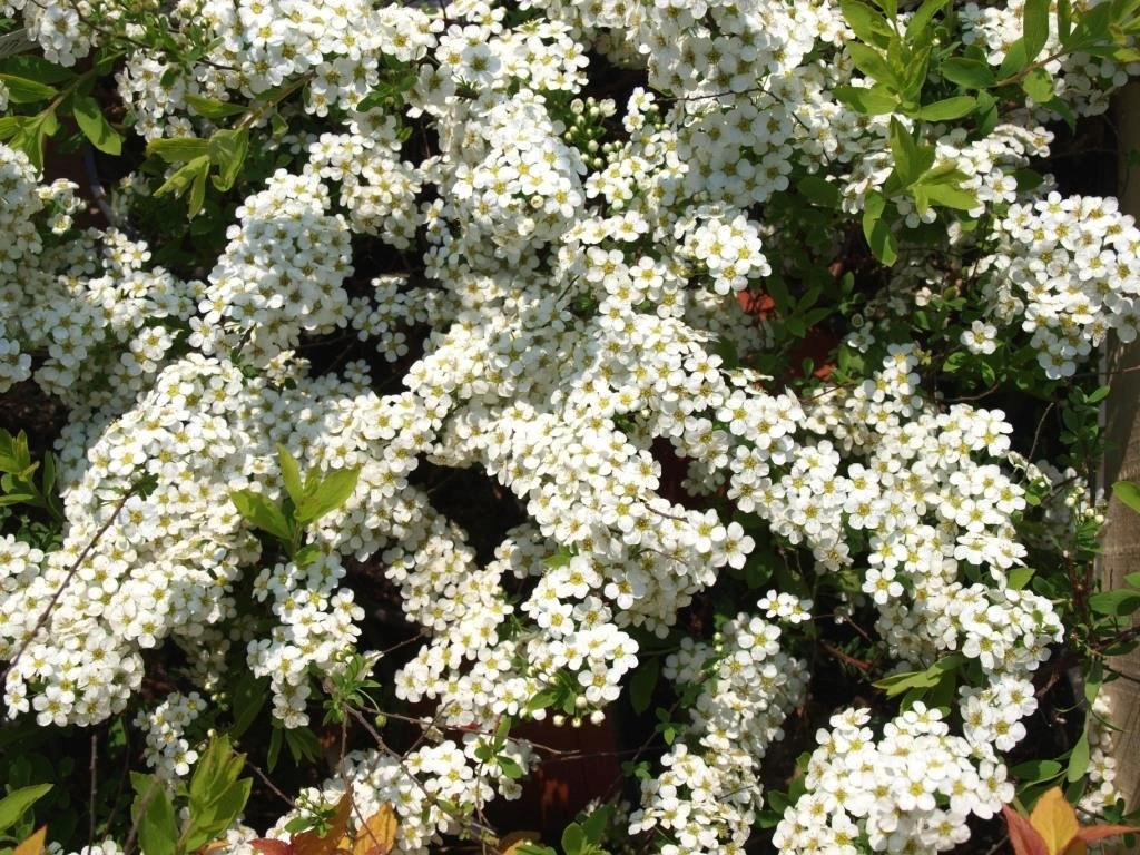 Prachtspiere (Spiraea × arguta)​