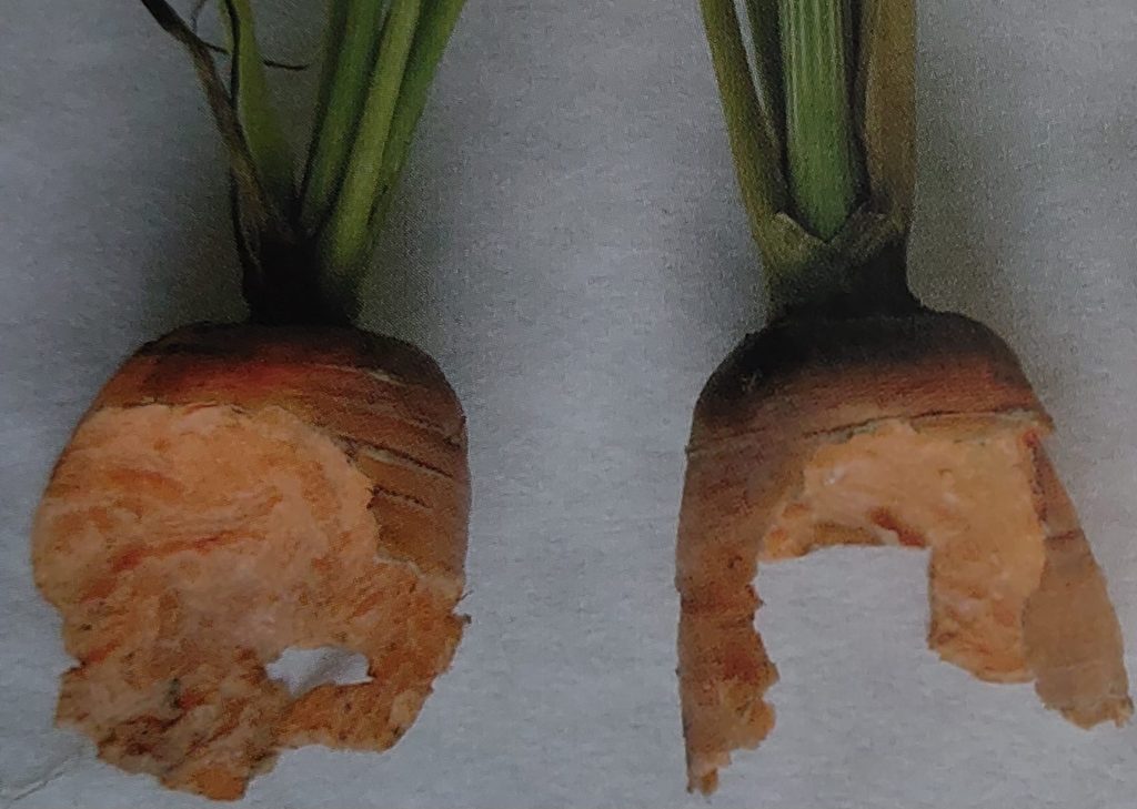 Zwei angenagte Karotten mit Kraut – Fraßschaden im Beet