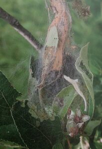 Apfelgespinstmotte - Gespinstnest am Apfelbaum