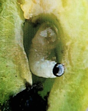 Pflaumensägewespe - Raupe
