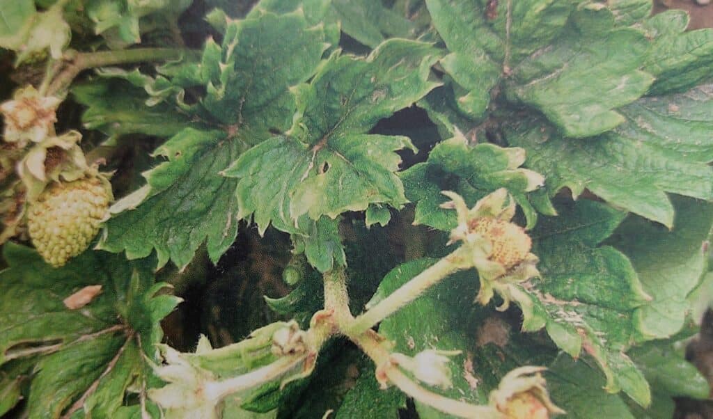 Erdbeer-Gallmilbe - Schäden an Blättern und Blüten