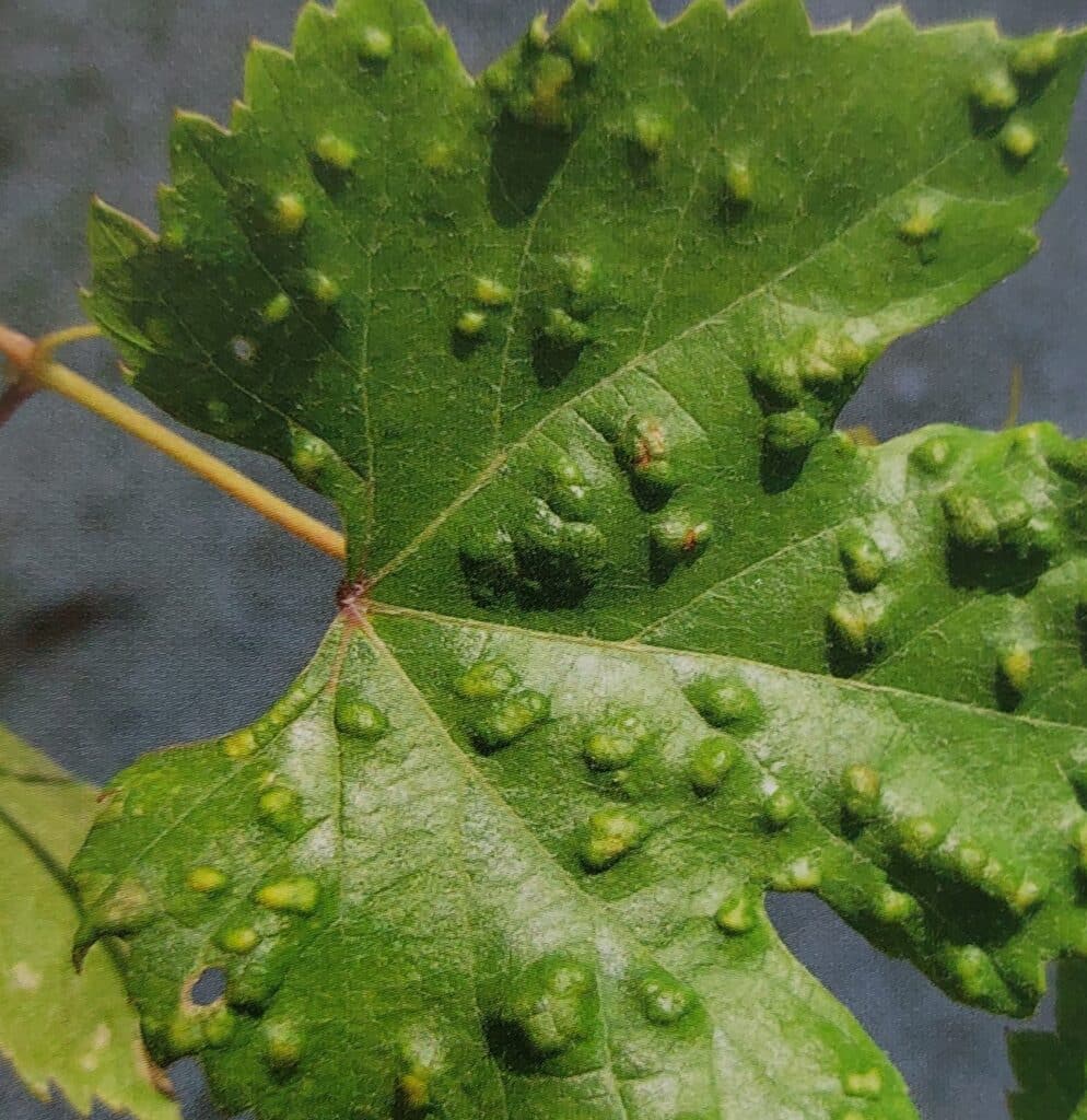 Weinrebengallmilbe – beschädigte Oberseite der Blätter