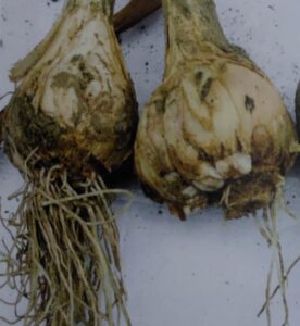 Stengelälchen - Schäden an Knoblauch