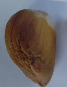 Knoblauchmilbe - beschädigte Knoblauchzehe