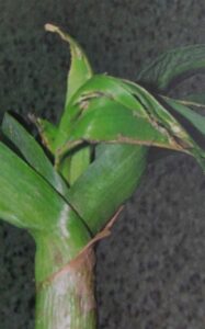 Knoblauch-Schimmelfliege - beschädigter Knoblauch