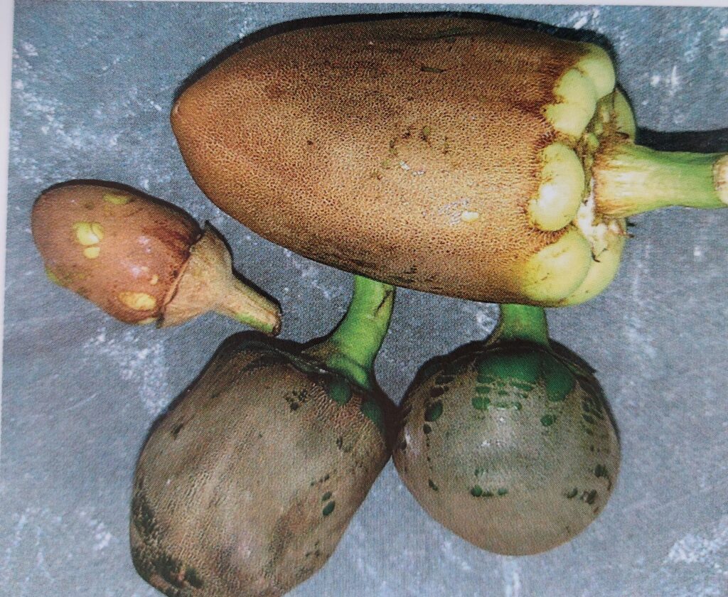 Breite Mite - beschädigte Paprikafrüchte