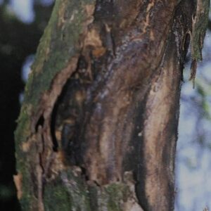 Rindennekrose – entwickelt am Stamm eines Aprikosenbaums