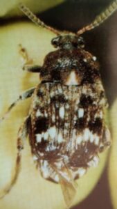 Erbsensamenkäfer