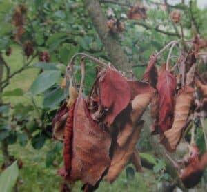 Monilia-Blütenbrand am Apfelbaum