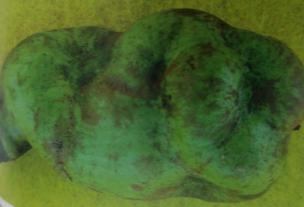 Viröse Steinigkeit der Birnen - Fruchtdeformation