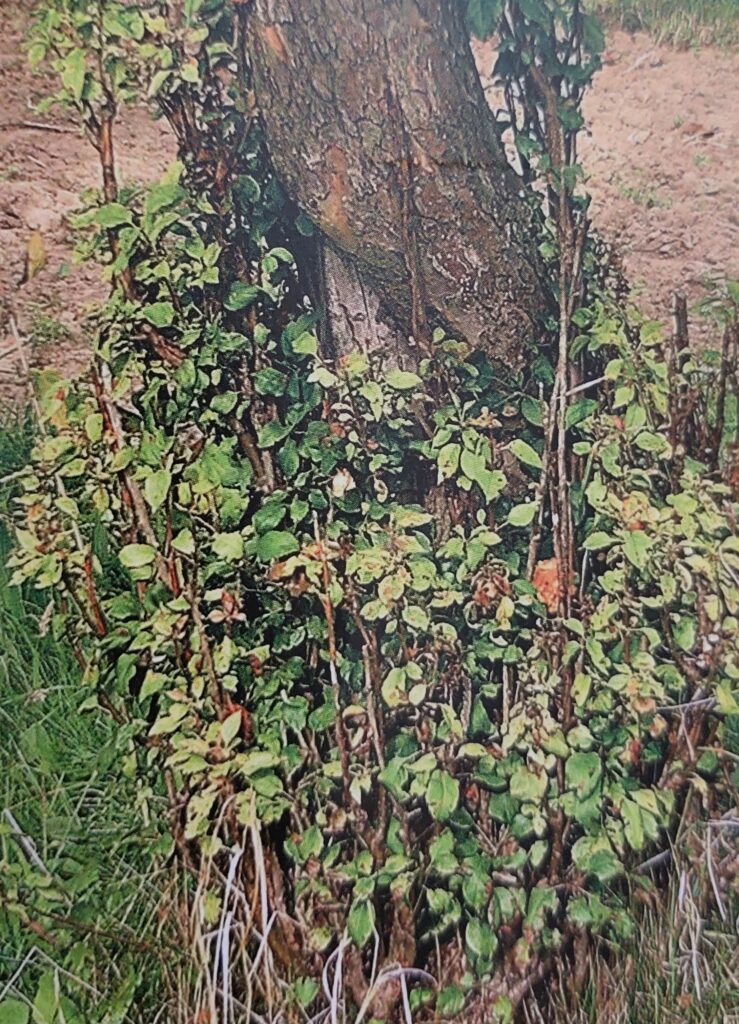Phytoplasmose des Apfelbaums – Hexenbesenbildung (Triebvermehrung)
