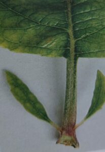 Phytoplasmische Proliferation des Apfelbaums - Nebenblätter