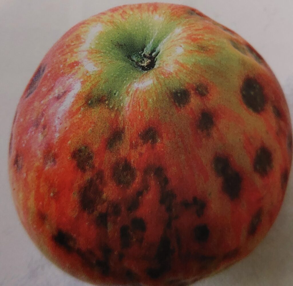Bittere Stippe der Äpfel – Flecken auf der Fruchtoberfläche