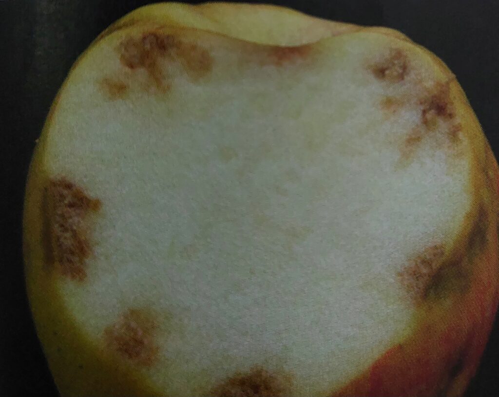 Bittere Fleckigkeit der Äpfel – Fruchtschnitt
