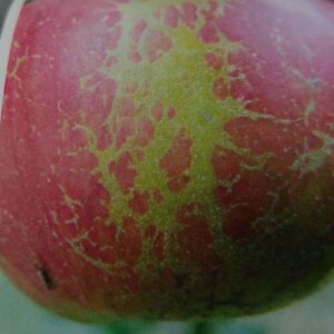 Apfelmehltau – sog. netzartige Schalenrostung