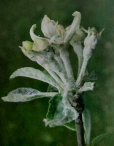 Apfelmehltau - Belag auf jungen Blättern und Knospen